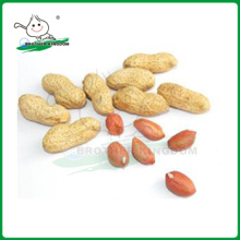 Fresh peanut/Peanut/Peanut in good price